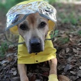 Entry image for Winnie the WonderDog