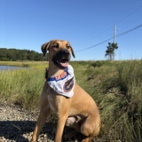 Entry image for Joey