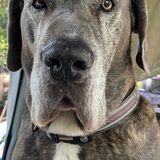 Entry image for Nigel