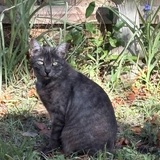 Entry image for Monster