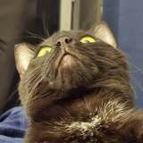 Entry image for Evie