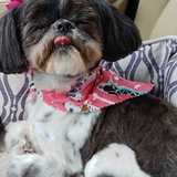 Entry image for Leia