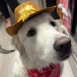 Entry image for Luna