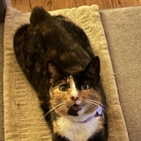 Entry image for Marceline the Drama Queen