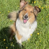 Entry image for Brandy