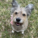 Entry image for Lily