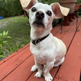 Entry image for Daisy