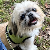 Entry image for Buddy
