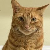 Entry image for Kitten Steve 
