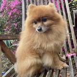 Entry image for Andrew Fabian, Pomeranian
