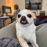 Entry image for Pookie