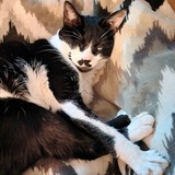 Entry image for Meepo, the one-eyed Wonder Cat!