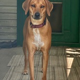 Entry image for Ziva