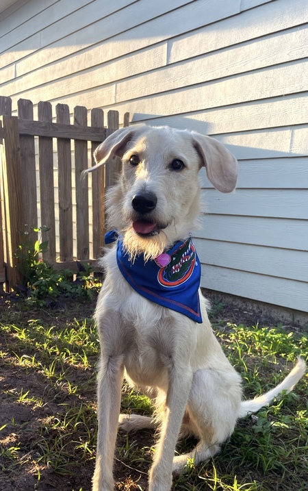 Entry image for Goose. Clicking this image will show a larger photo