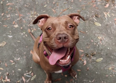 Entry image for Peach. Clicking this image will show a larger photo