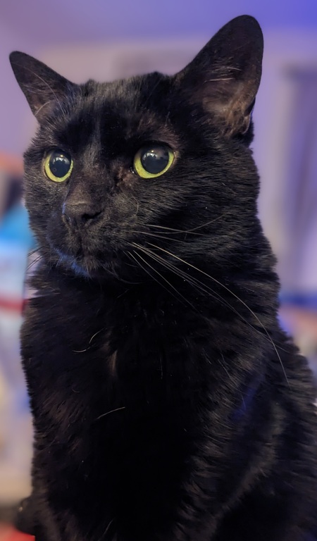 Entry image for Binx. Clicking this image will show a larger photo