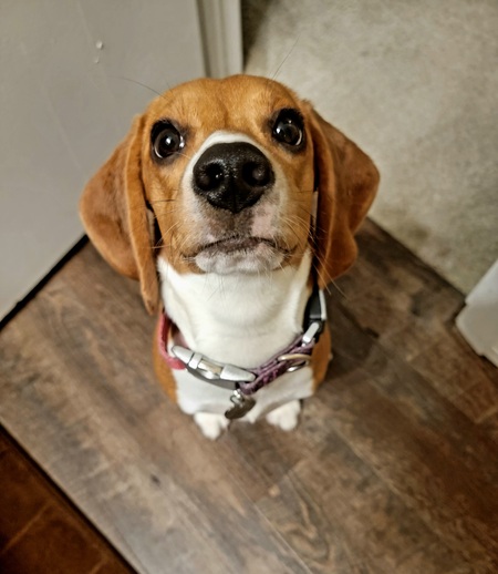 Entry image for Charlie Grace. Clicking this image will show a larger photo