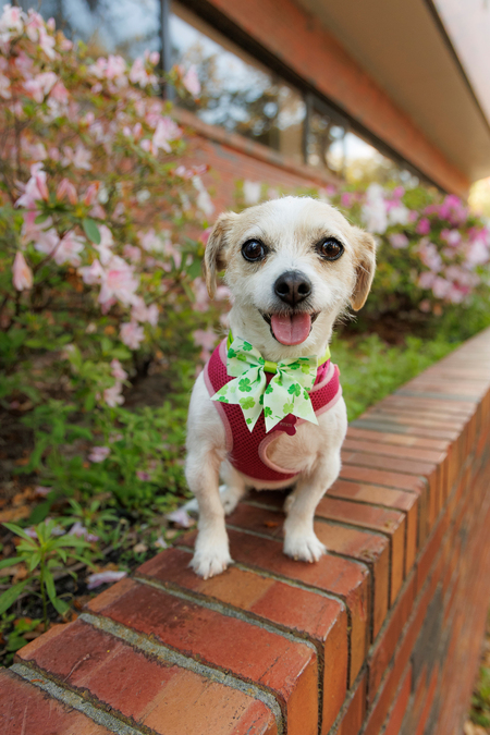 Entry image for Sweet Potato. Clicking this image will show a larger photo