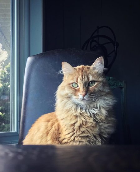 Entry image for Lulu The Cat Model. Clicking this image will show a larger photo