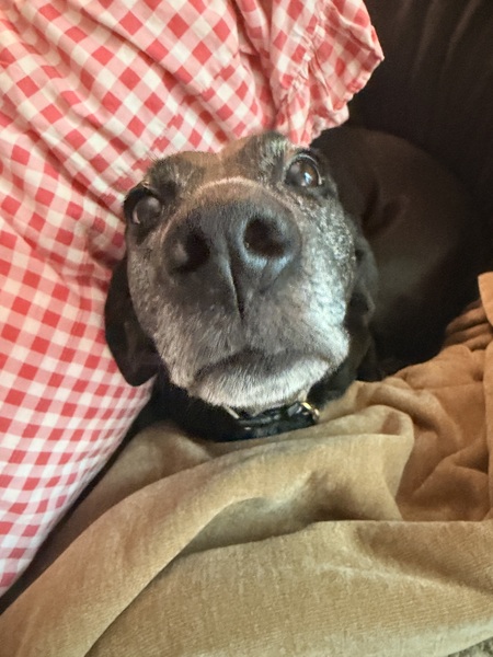 Entry image for Georgia. Clicking this image will show a larger photo