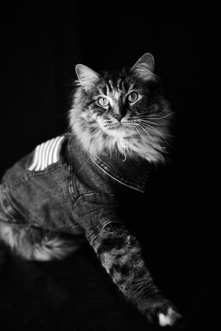 Entry image for Jax. Clicking this image will show a larger photo