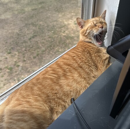 Entry image for Benson Boone. Clicking this image will show a larger photo