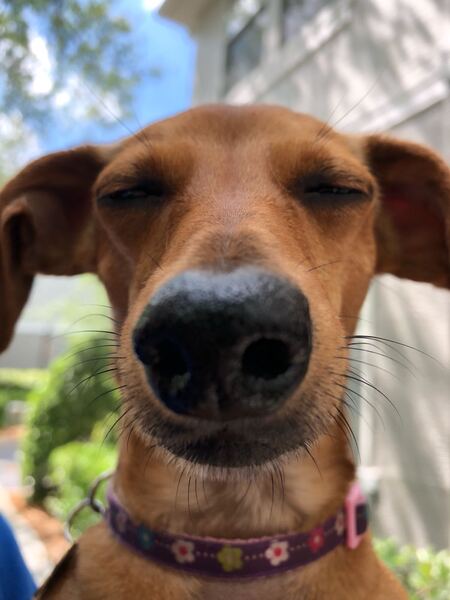 Entry image for Daisy. Clicking this image will show a larger photo