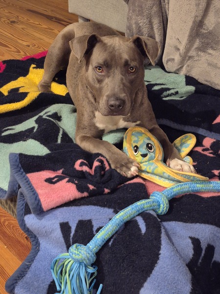 Entry image for Rye. Clicking this image will show a larger photo