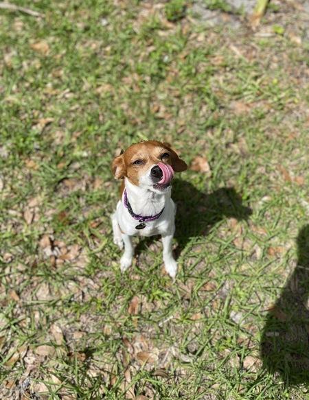 Entry image for Peanut. Clicking this image will show a larger photo