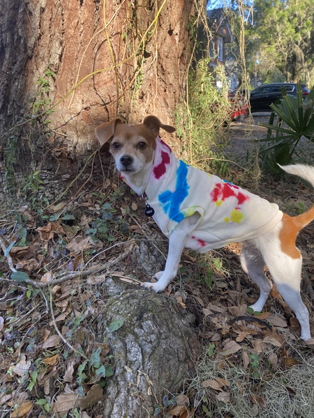 Entry image for Peanut . Clicking this image will show a larger photo