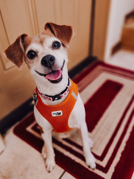 Entry image for Peanut . Clicking this image will show a larger photo