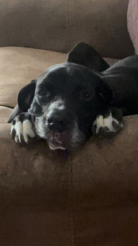 Entry image for Bella Ray. Clicking this image will show a larger photo