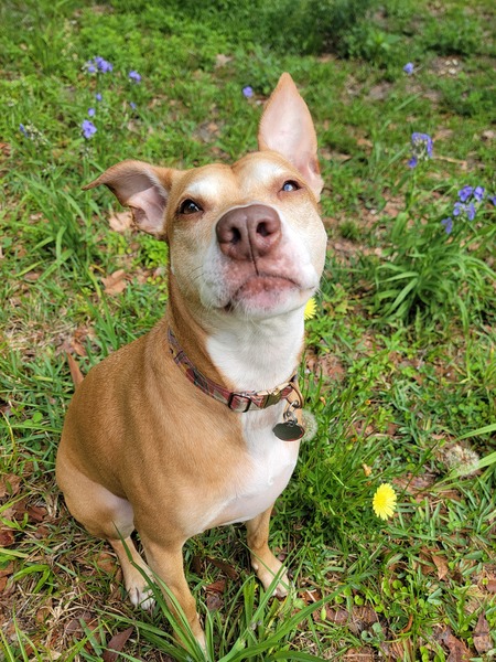 Entry image for Fawn. Clicking this image will show a larger photo