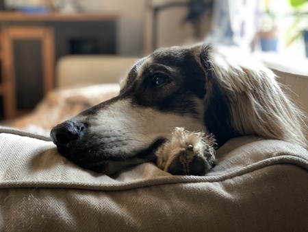 Entry image for Turk. Clicking this image will show a larger photo