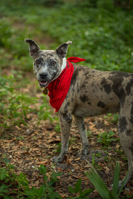 Entry image for Ruby Jean. Clicking this image will show a larger photo