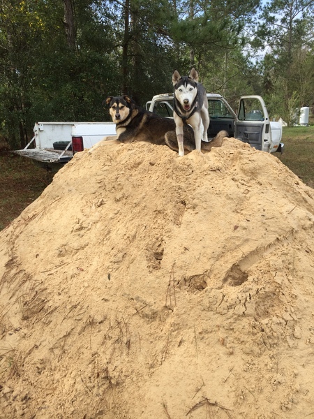 Entry image for Koa and Lark . Clicking this image will show a larger photo