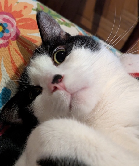 Entry image for Chester. Clicking this image will show a larger photo