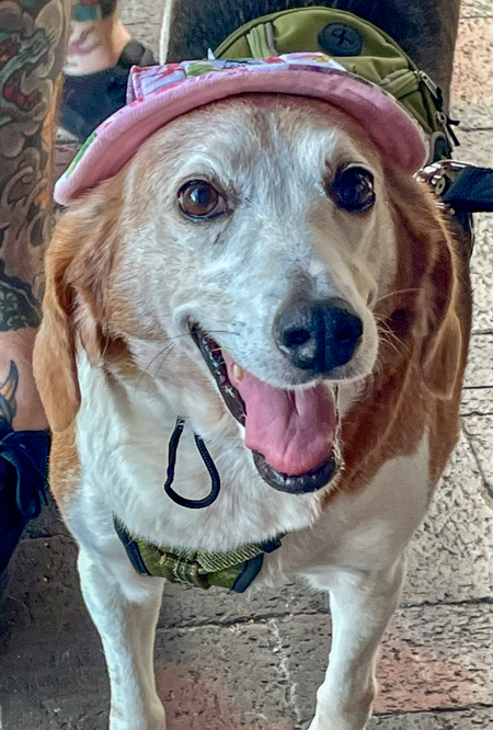 Entry image for Betty White. Clicking this image will show a larger photo