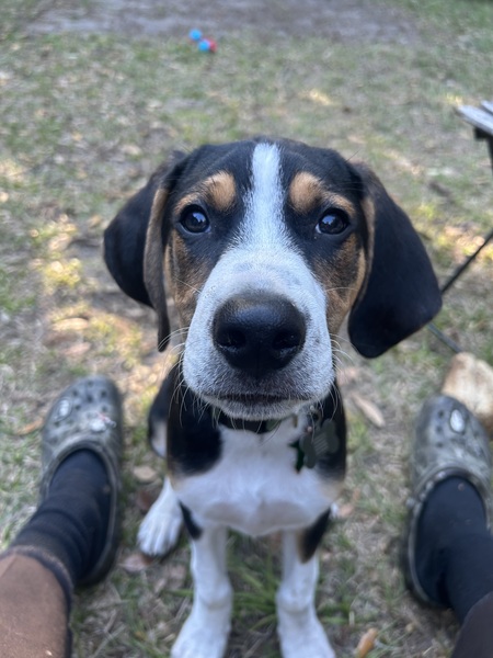 Entry image for Gimli . Clicking this image will show a larger photo