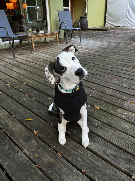 Entry image for Izzy Head. Clicking this image will show a larger photo