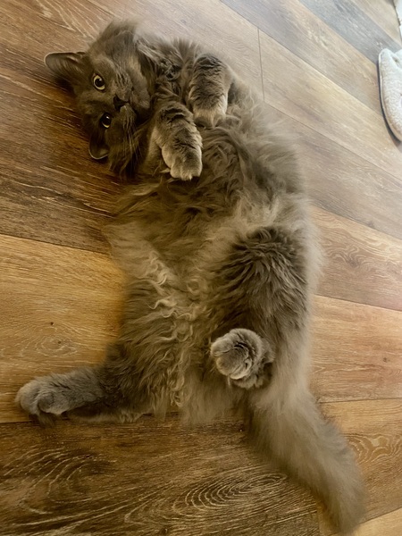 Entry image for Lilo. Clicking this image will show a larger photo