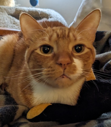 Entry image for Tango. Clicking this image will show a larger photo