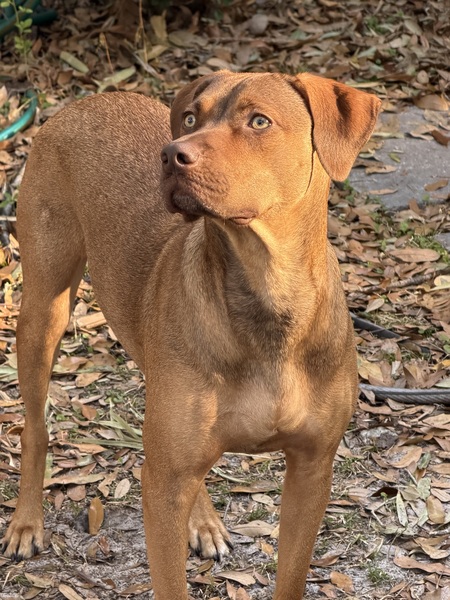 Entry image for Pip. Clicking this image will show a larger photo