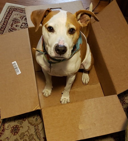 Entry image for Benny. Clicking this image will show a larger photo