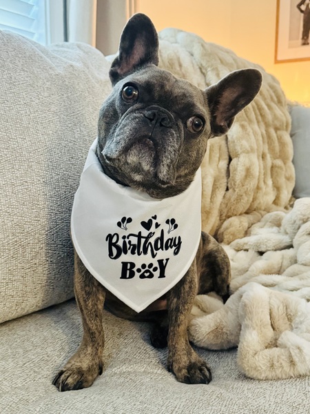 Entry image for Gus. Clicking this image will show a larger photo