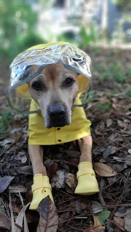 Entry image for Winnie the WonderDog. Clicking this image will show a larger photo