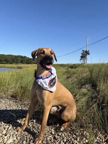 Entry image for Joey. Clicking this image will show a larger photo