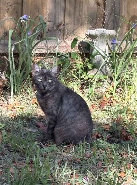 Entry image for Monster. Clicking this image will show a larger photo