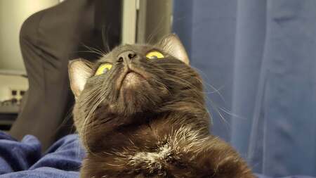 Entry image for Evie. Clicking this image will show a larger photo