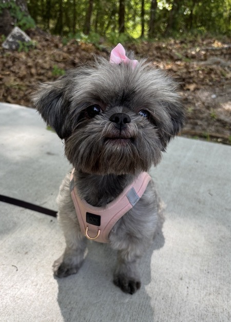 Entry image for Rosie. Clicking this image will show a larger photo